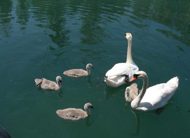 Cygnes sur le Canal de Savières