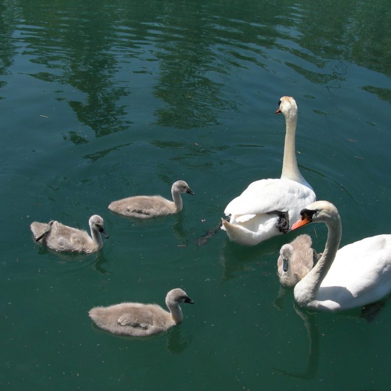 Les Cygnes sur le Canal de Savières