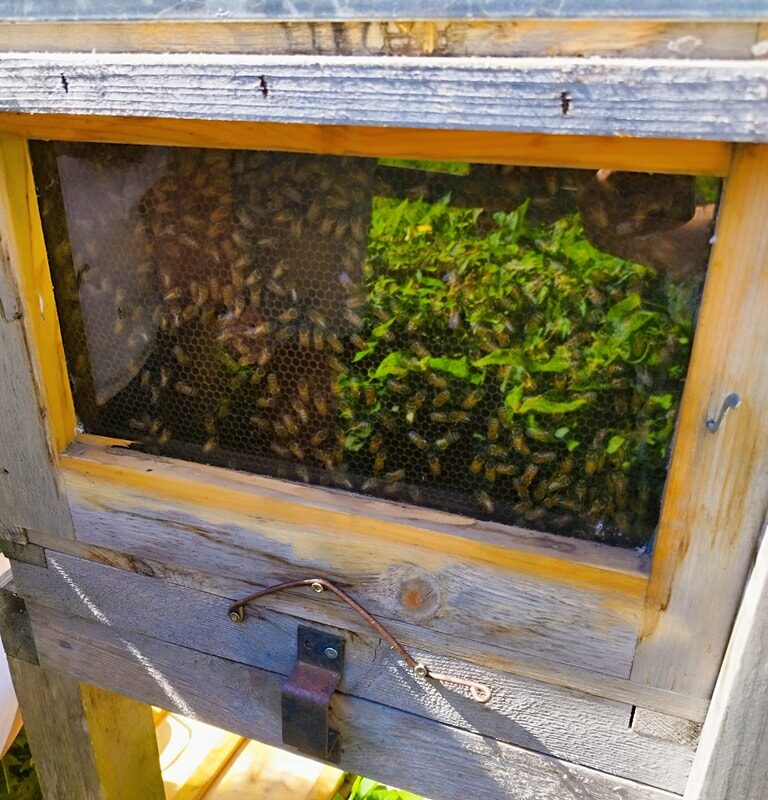 Visite d'une ruche pédagogique