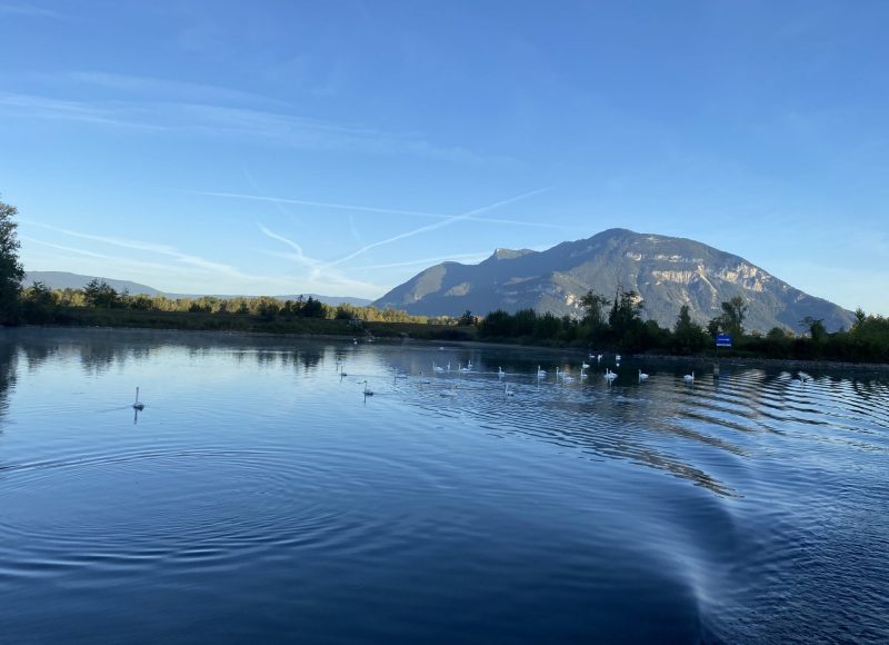 Les Cygnes à Chanaz